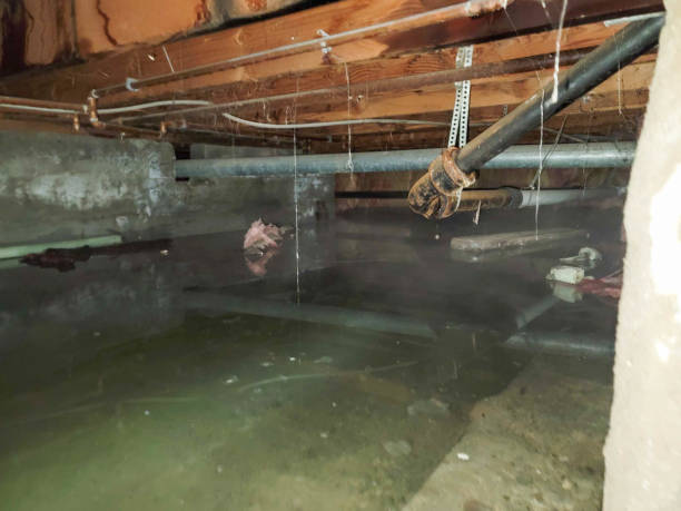 Best Carpet water damage restoration  in Le Mars, IA