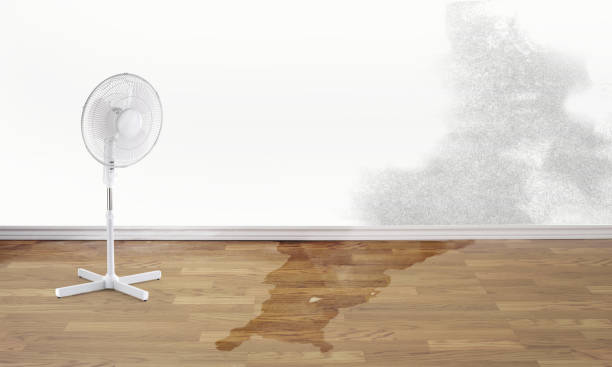 Best Sewage cleanup and water damage restoration  in Le Mars, IA